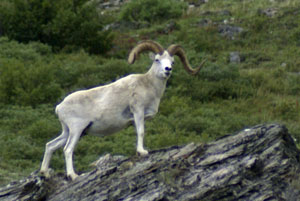 The sheep stood on the rock | If She Can Do It, You Can Too ...